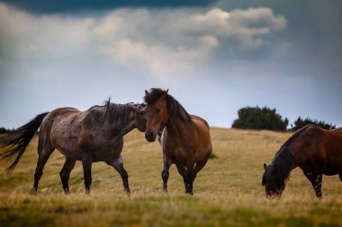 Yazın dağlarda özgürce dolaşan güzel vahşi atlar.