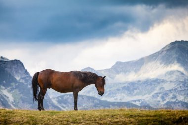 Yazın dağlarda özgürce dolaşan güzel vahşi atlar.