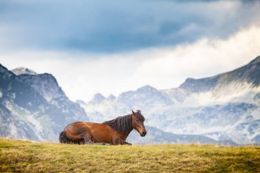Yazın dağlarda özgürce dolaşan güzel vahşi atlar.