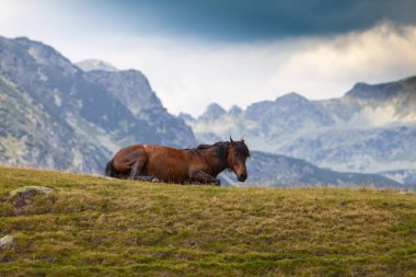 Yazın dağlarda özgürce dolaşan güzel vahşi atlar.