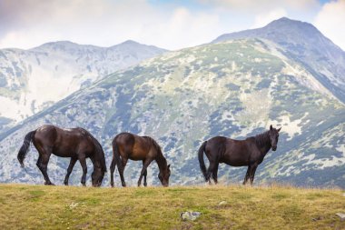 Yazın dağlarda özgürce dolaşan güzel vahşi atlar.
