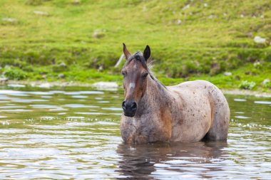Yazın dağlarda özgürce dolaşan güzel vahşi atlar.