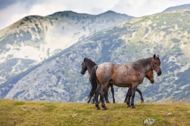 Yazın dağlarda özgürce dolaşan güzel vahşi atlar.
