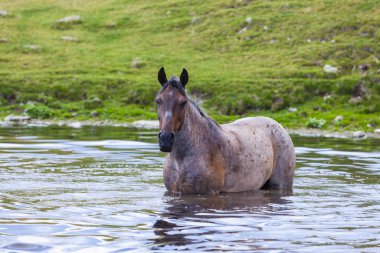Yazın dağlarda özgürce dolaşan güzel vahşi atlar.