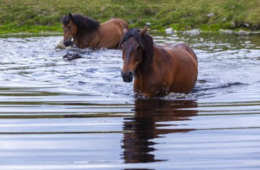 Yazın dağlarda özgürce dolaşan güzel vahşi atlar.