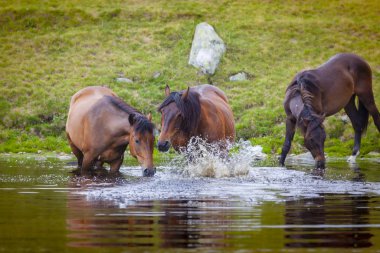 Yazın dağlarda özgürce dolaşan güzel vahşi atlar.