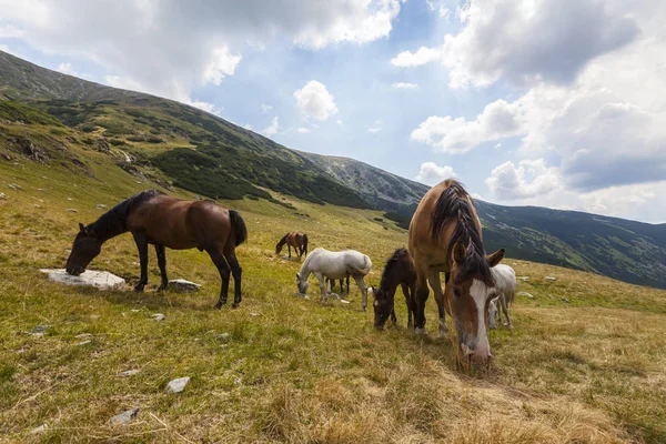 Schöne Wildpferde Die Sommer Frei Auf Einer Alm Umherstreifen — Stockfoto