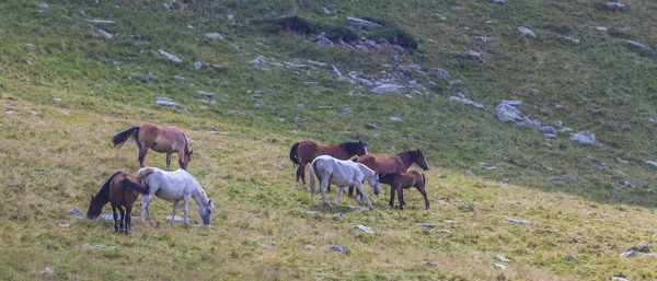 Belos Cavalos Selvagens Vagando Livre Pasto Alpino Verão — Fotografia de Stock