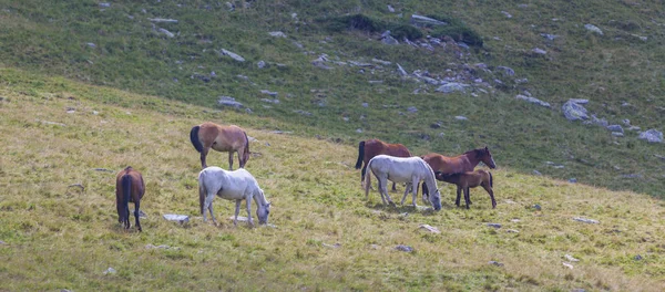 Gyönyörű Vadlovak Kószálnak Szabadon Egy Alpesi Legelőn Nyáron — Stock Fotó