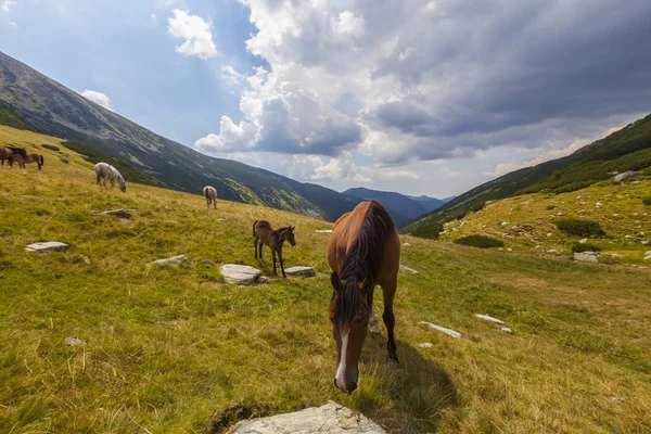 Schöne Wildpferde Die Sommer Frei Auf Einer Alm Umherstreifen — Stockfoto