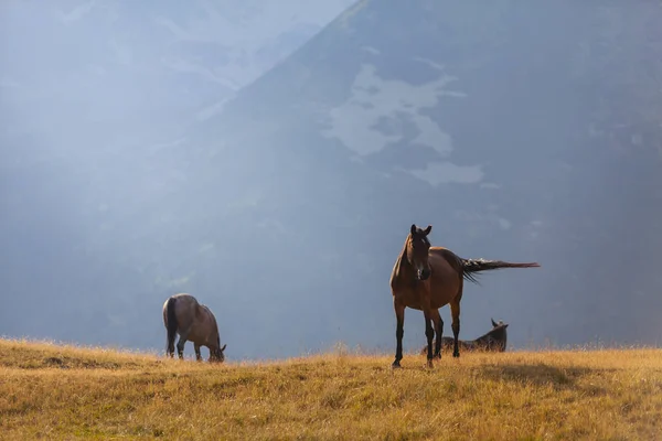 Krásné Divoké Koně Roaming Volný Alpské Pastviny Létě — Stock fotografie