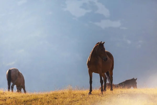 Όμορφα Άγρια Άλογα Περιφέρονται Ελεύθερα Αλπικό Βοσκότοπο Καλοκαίρι — Φωτογραφία Αρχείου