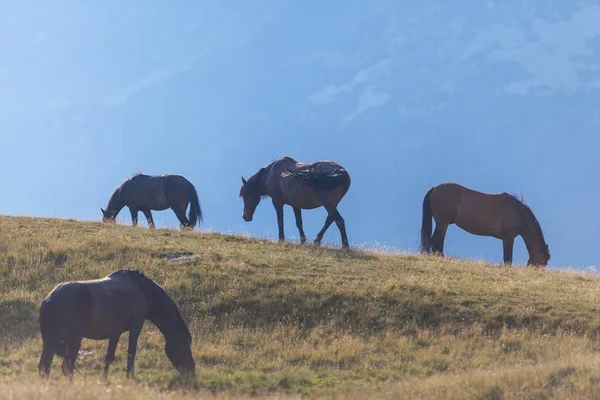 Belos Cavalos Selvagens Vagando Livre Pasto Alpino Verão — Fotografia de Stock