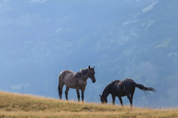 Όμορφα Άγρια Άλογα Περιφέρονται Ελεύθερα Αλπικό Βοσκότοπο Καλοκαίρι — Φωτογραφία Αρχείου