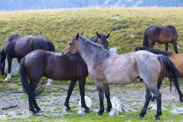 Belos Cavalos Selvagens Vagando Livre Pasto Alpino Verão — Fotografia de Stock