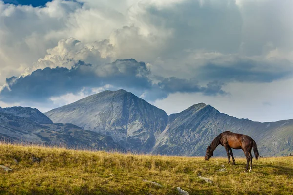 Hermosos Caballos Salvajes Vagando Libremente Las Montañas Verano —  Fotos de Stock