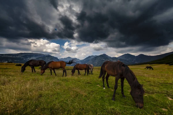 Schöne Wildpferde Frei Den Bergen Sommer — Stockfoto