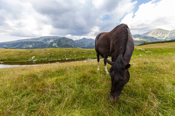 Hermosos Caballos Salvajes Vagando Libremente Las Montañas Verano — Foto de Stock