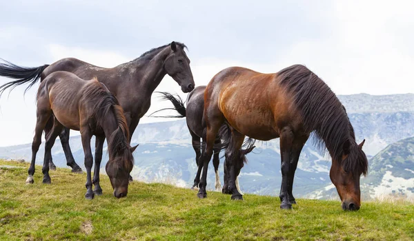 Piękne Dzikie Konie Włóczące Się Górach Latem — Zdjęcie stockowe