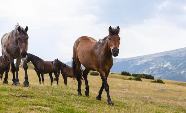 Όμορφα Άγρια Άλογα Περιφέρονται Ελεύθερα Στα Βουνά Καλοκαίρι — Φωτογραφία Αρχείου