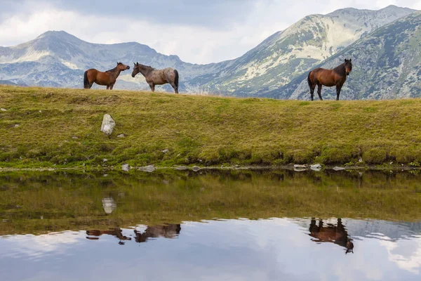 美丽的野马在山上自由自在地漫游 — 图库照片