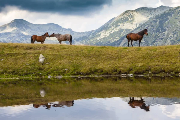 Beaux Chevaux Sauvages Errant Librement Dans Les Montagnes Été — Photo