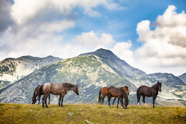 Όμορφα Άγρια Άλογα Περιφέρονται Ελεύθερα Στα Βουνά Καλοκαίρι — Φωτογραφία Αρχείου