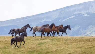 Transilvanya Alplerinde güzel bir yaz gününde vahşi atlar