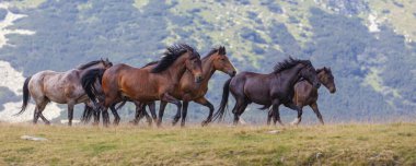 Transilvanya Alplerinde güzel bir yaz gününde vahşi atlar