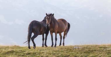 Transilvanya Alplerinde güzel bir yaz gününde vahşi atlar