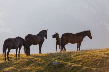 Transilvanya Alplerinde güzel bir yaz gününde vahşi atlar
