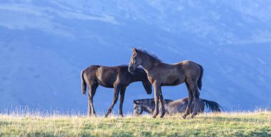 Transilvanya Alplerinde güzel bir yaz gününde vahşi atlar