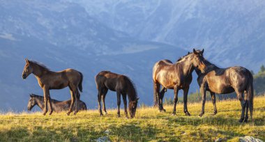 Transilvanya Alplerinde güzel bir yaz gününde vahşi atlar