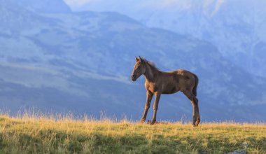 Transilvanya Alplerinde güzel bir yaz gününde vahşi atlar