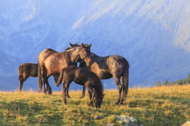 Transilvanya Alplerinde güzel bir yaz gününde vahşi atlar