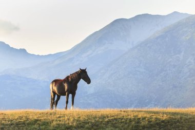 Pastoral image with horses and donkeys roaming free in the mountains in Eastern Europe in summer
