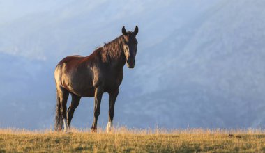 Pastoral image with horses and donkeys roaming free in the mountains in Eastern Europe in summer