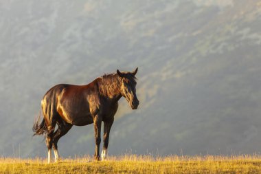 Pastoral image with horses and donkeys roaming free in the mountains in Eastern Europe in summer
