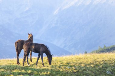 Pastoral image with horses and donkeys roaming free in the mountains in Eastern Europe in summer