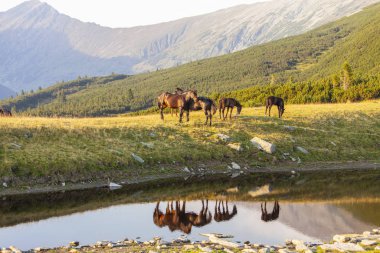 Pastoral image with horses and donkeys roaming free in the mountains in Eastern Europe in summer
