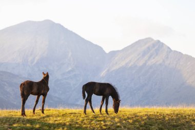 Pastoral image with horses and donkeys roaming free in the mountains in Eastern Europe in summer