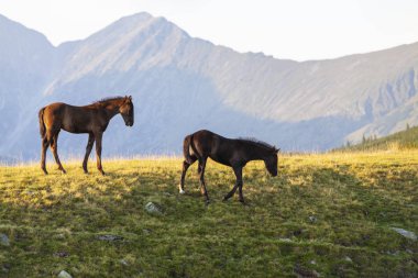 Pastoral image with horses and donkeys roaming free in the mountains in Eastern Europe in summer