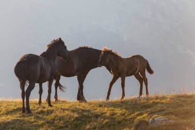 Pastoral image with horses and donkeys roaming free in the mountains in Eastern Europe in summer