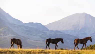 Pastoral image with horses and donkeys roaming free in the mountains in Eastern Europe in summer