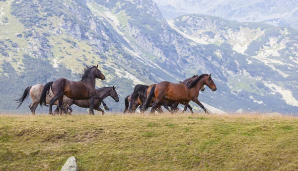 Wildpferde Einem Schönen Sommertag Den Siebenbürger Alpen — Stockfoto