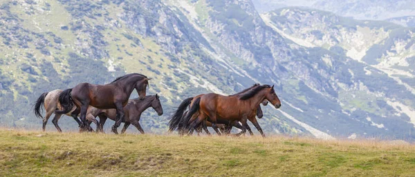 Dzikie Konie Piękny Letni Dzień Alpach Transylwańskich — Zdjęcie stockowe