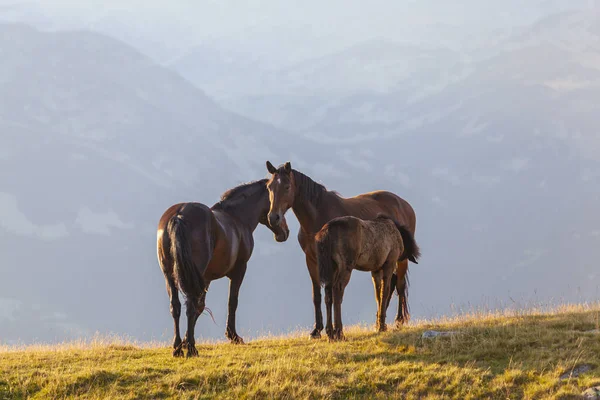 Άγρια Άλογα Μια Όμορφη Καλοκαιρινή Μέρα Στις Άλπεις Της Τρανσυλβανίας — Φωτογραφία Αρχείου