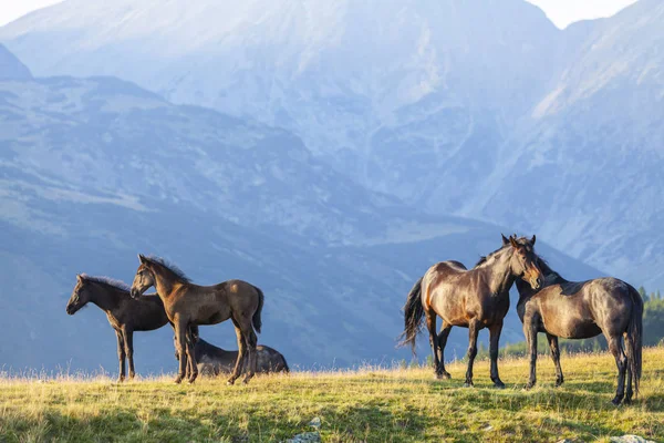Wildpferde Einem Schönen Sommertag Den Siebenbürger Alpen — Stockfoto