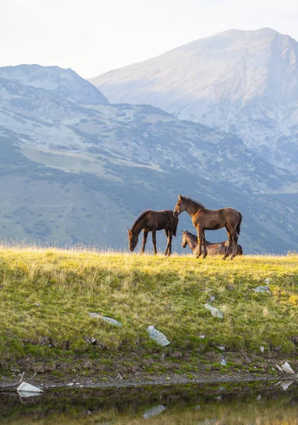 Caballos Salvajes Hermoso Día Verano Los Alpes Transilvanos — Foto de Stock