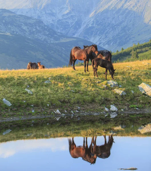 Pastoral Image Horses Donkeys Roaming Free Mountains Eastern Europe Summer — Foto de Stock